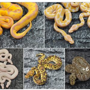 Tên cửa hàng : Hebi-hime exotics chuyên chăn rắn kiểng