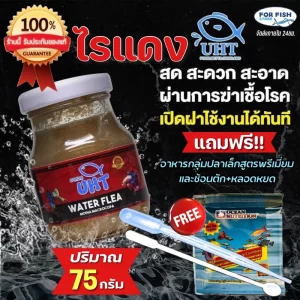 UHT Water Flea  Trứng nước / Bo bo tươi đóng hộp cao cấp(khối lượng 75g)