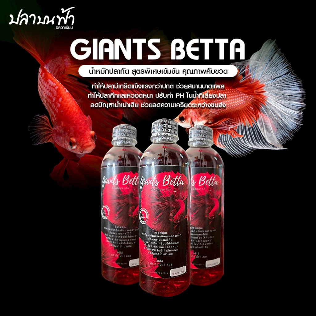 Giants Betta Nước ngâm cá chọi Giants Betta (สูตรเข้มข้น - Công thức đậm đặc),