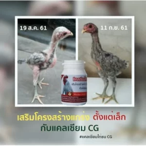 Thực phẩm bổ sung Calcium CG (Hộp 60 viên) là một giải pháp hàng đầu đến từ Thái Lan hỗ trợ thúc đẩy sự phát triển toàn diện của gà đá