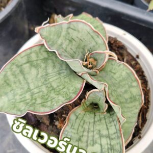 Cây lưỡi hổ Thái (Sansevieria Hybrid) size nhỏ 10-15cm