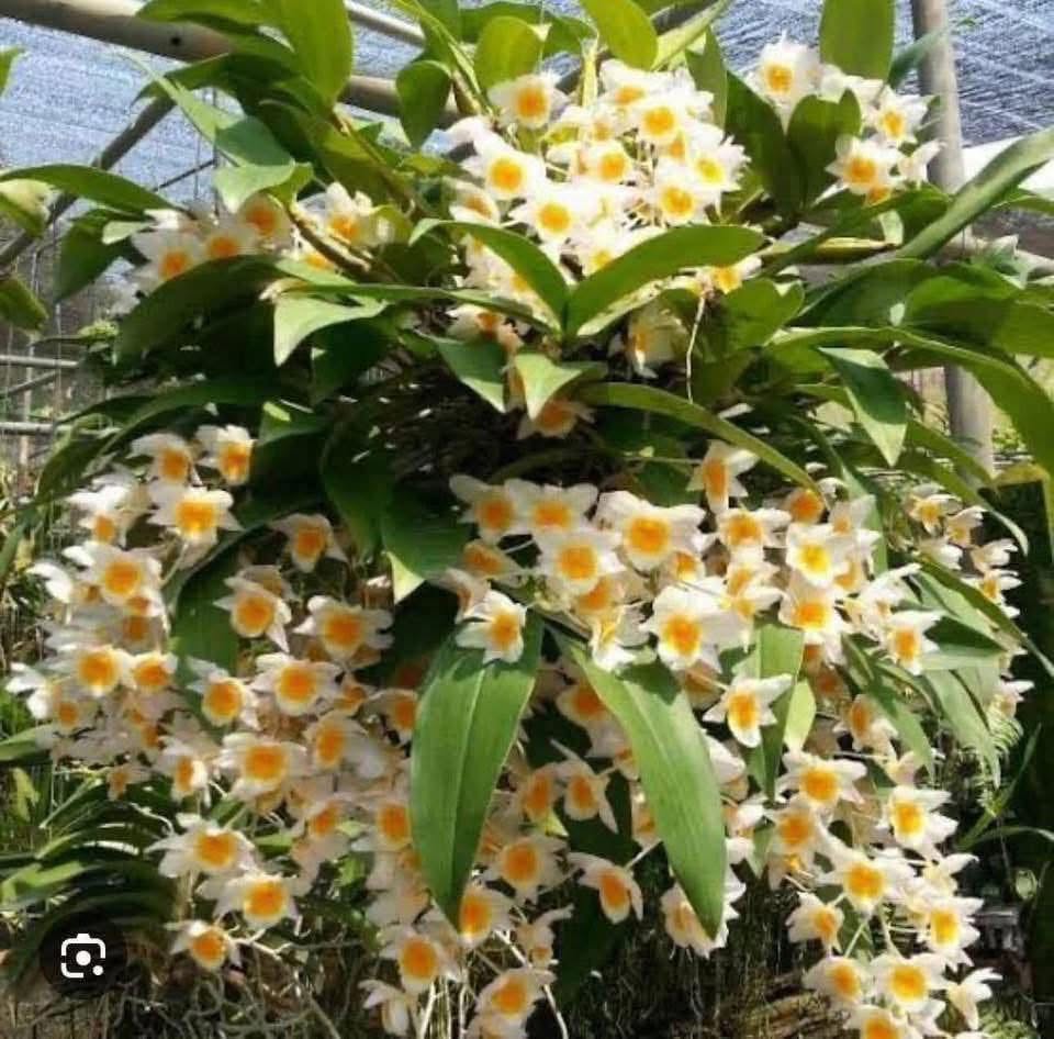 Hoa lan Thái Lan (Thailand Orchids) - Ảnh 2