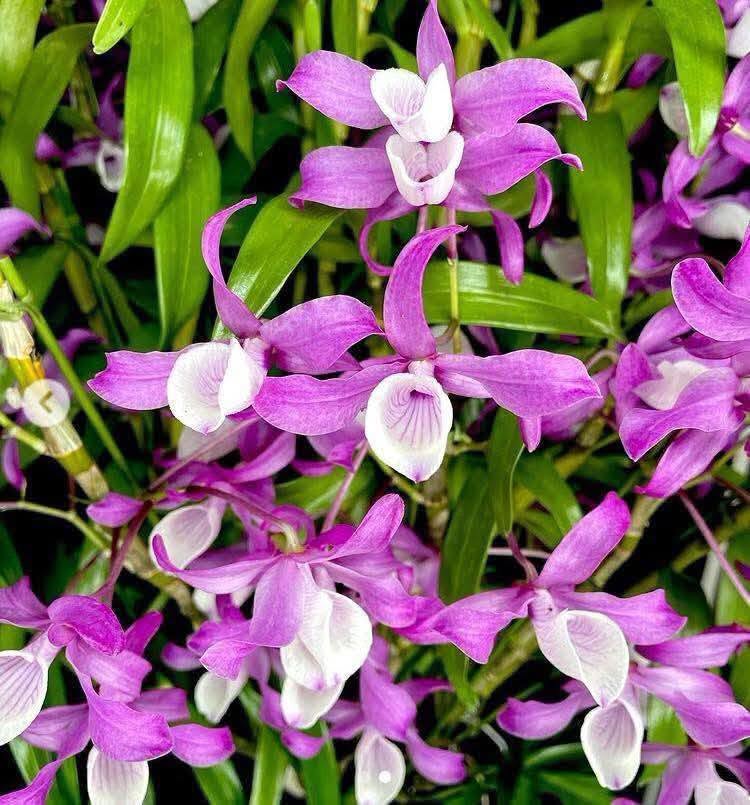 Hoa lan Thái Lan (Thailand Orchids) - Ảnh 3