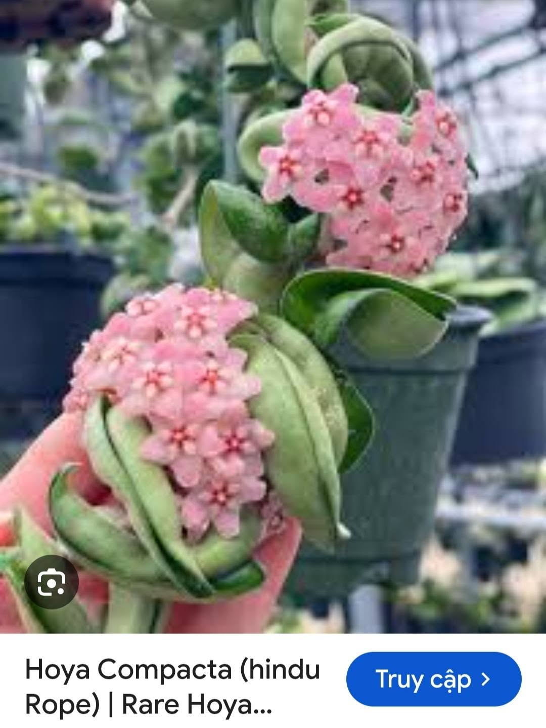 HOYA - LAN CẨM CÙ MADE THÁI LAN 100% - Ảnh 2