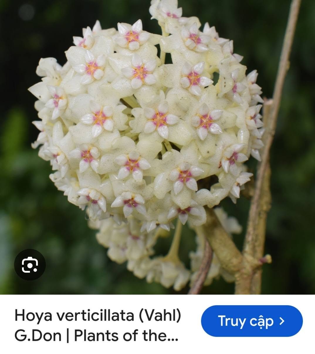 HOYA - LAN CẨM CÙ MADE THÁI LAN 100% - Ảnh 3