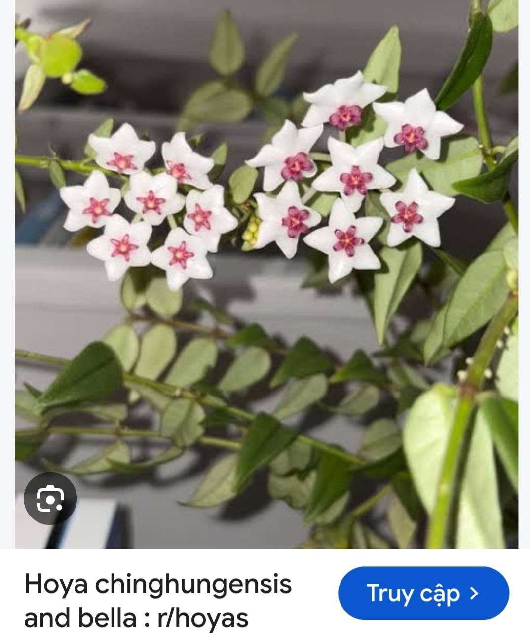 HOYA - LAN CẨM CÙ MADE THÁI LAN 100% - Ảnh 4
