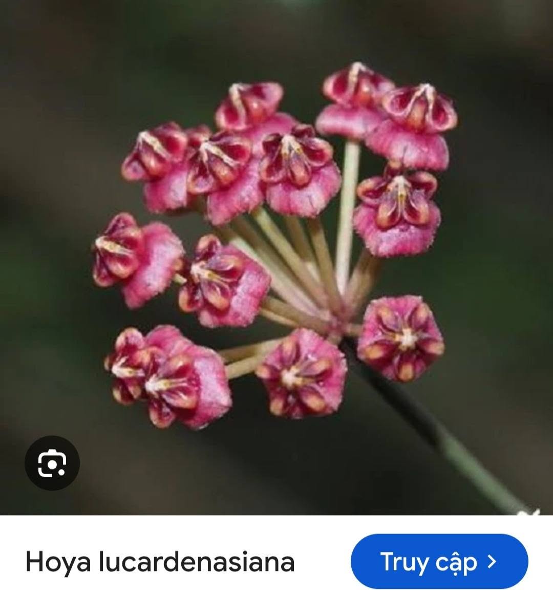 HOYA - LAN CẨM CÙ MADE THÁI LAN 100% - Ảnh 5
