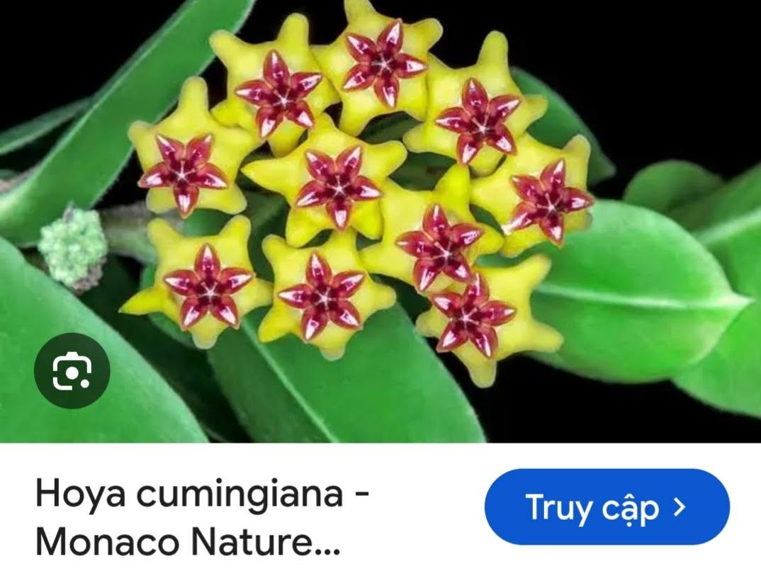 HOYA - LAN CẨM CÙ MADE THÁI LAN 100% - Ảnh 6