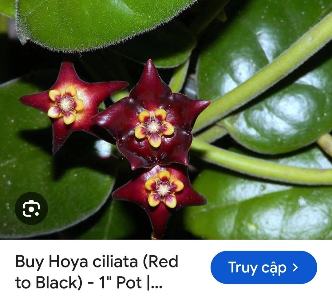 HOYA - LAN CẨM CÙ MADE THÁI LAN 100% - Ảnh 7