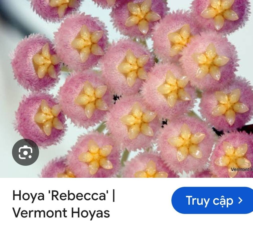 HOYA - LAN CẨM CÙ MADE THÁI LAN 100% - Ảnh 8