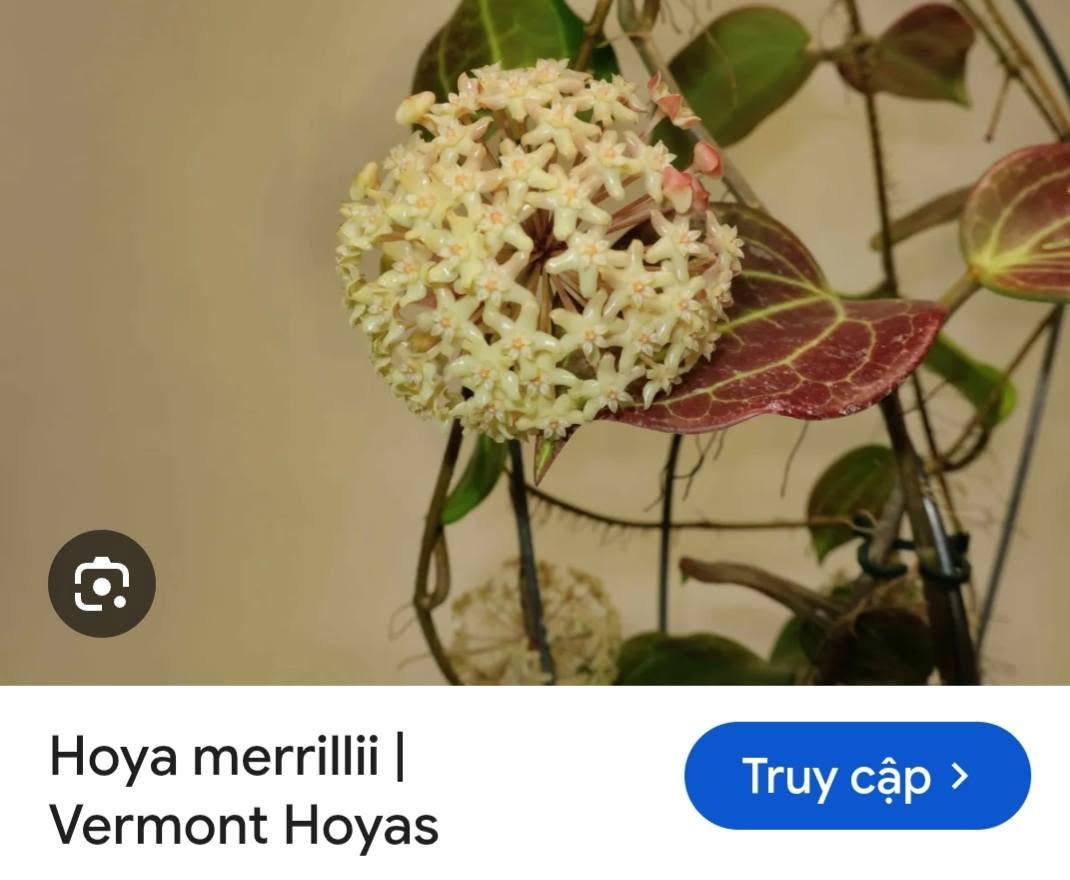HOYA - LAN CẨM CÙ MADE THÁI LAN 100% - Ảnh 9