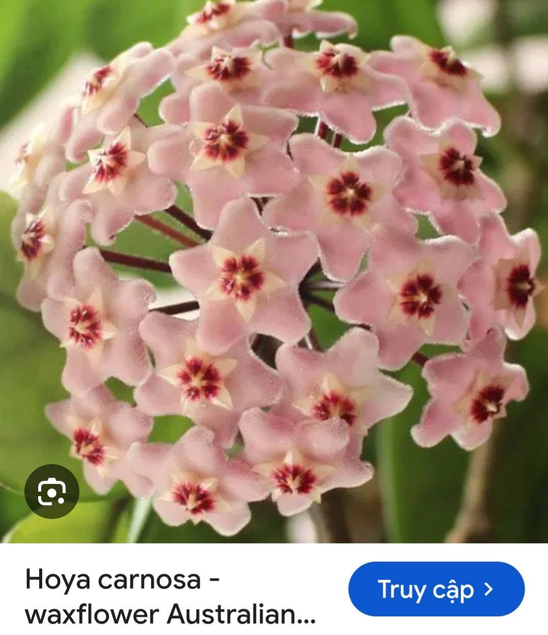 HOYA - LAN CẨM CÙ MADE THÁI LAN 100% - Ảnh 10