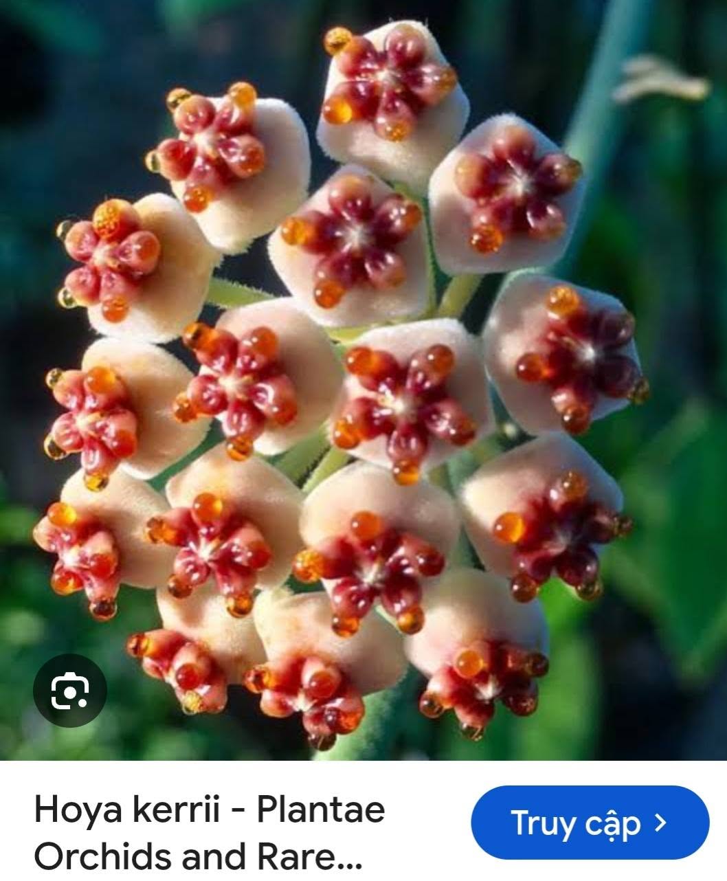 HOYA - LAN CẨM CÙ MADE THÁI LAN 100% - Ảnh 11