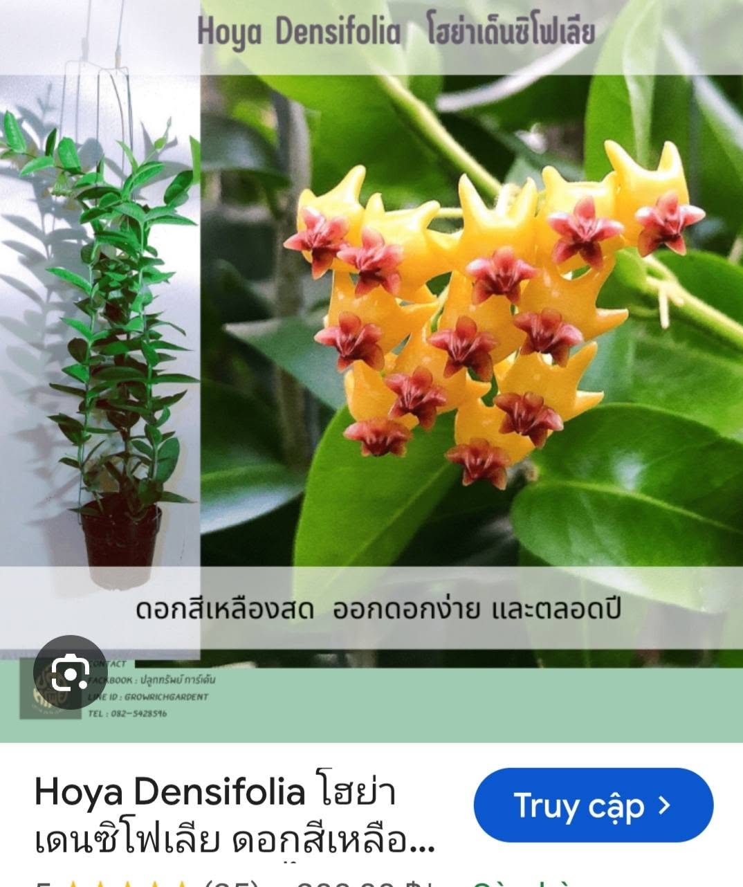 HOYA - LAN CẨM CÙ MADE THÁI LAN 100% - Ảnh 12