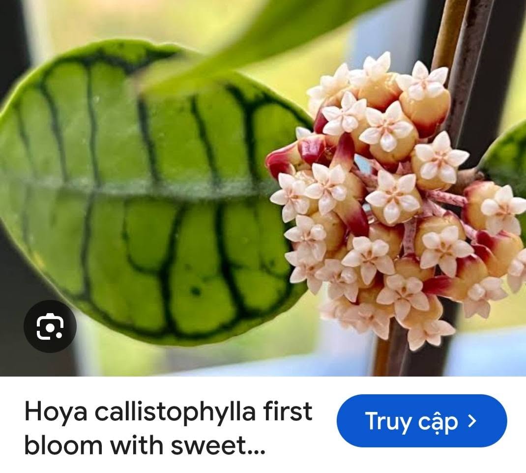 HOYA - LAN CẨM CÙ MADE THÁI LAN 100% - Ảnh 13