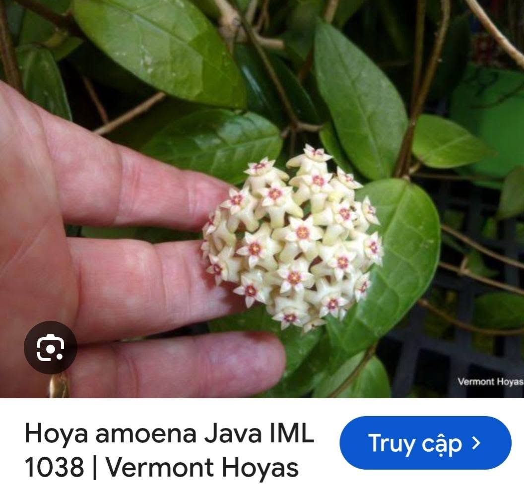 HOYA - LAN CẨM CÙ MADE THÁI LAN 100% - Ảnh 14