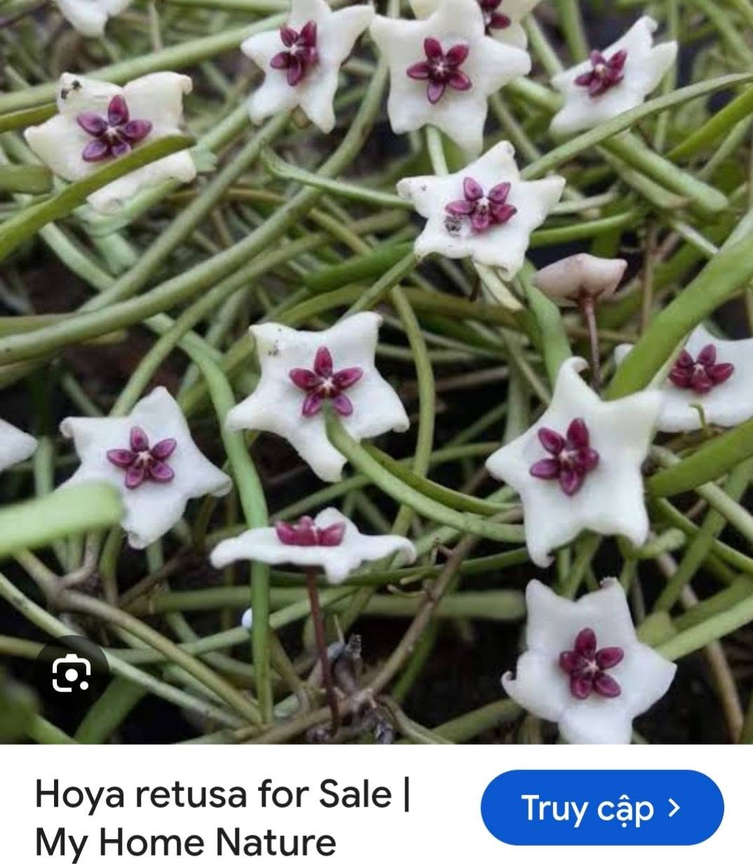 HOYA - LAN CẨM CÙ MADE THÁI LAN 100% - Ảnh 15
