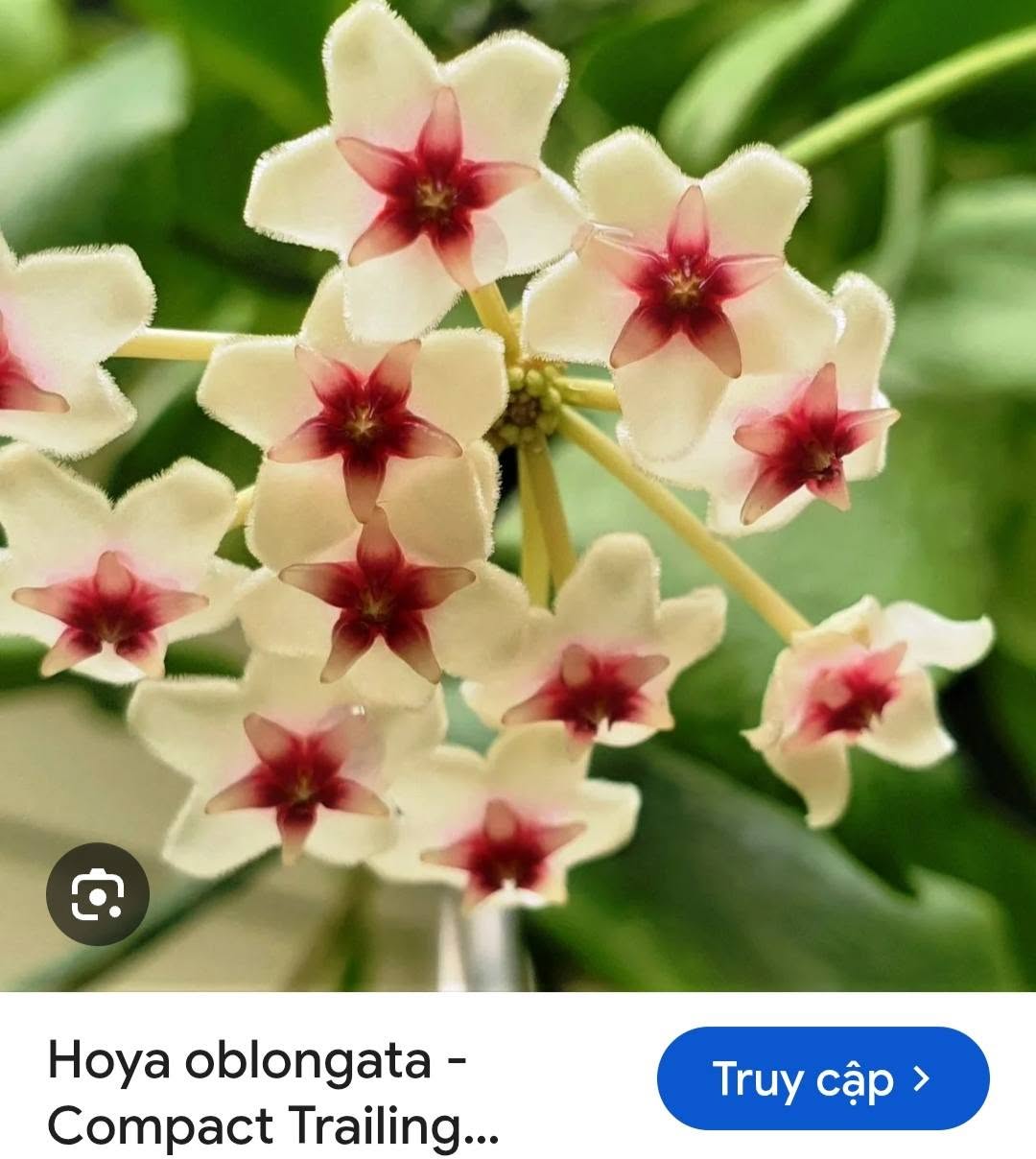 HOYA - LAN CẨM CÙ MADE THÁI LAN 100% - Ảnh 16