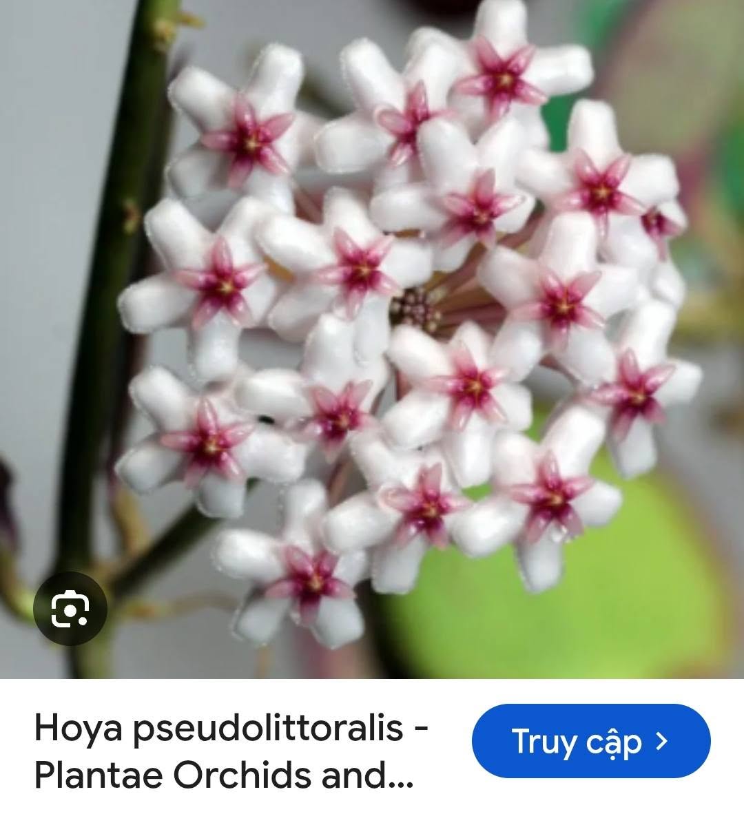 HOYA - LAN CẨM CÙ MADE THÁI LAN 100% - Ảnh 17