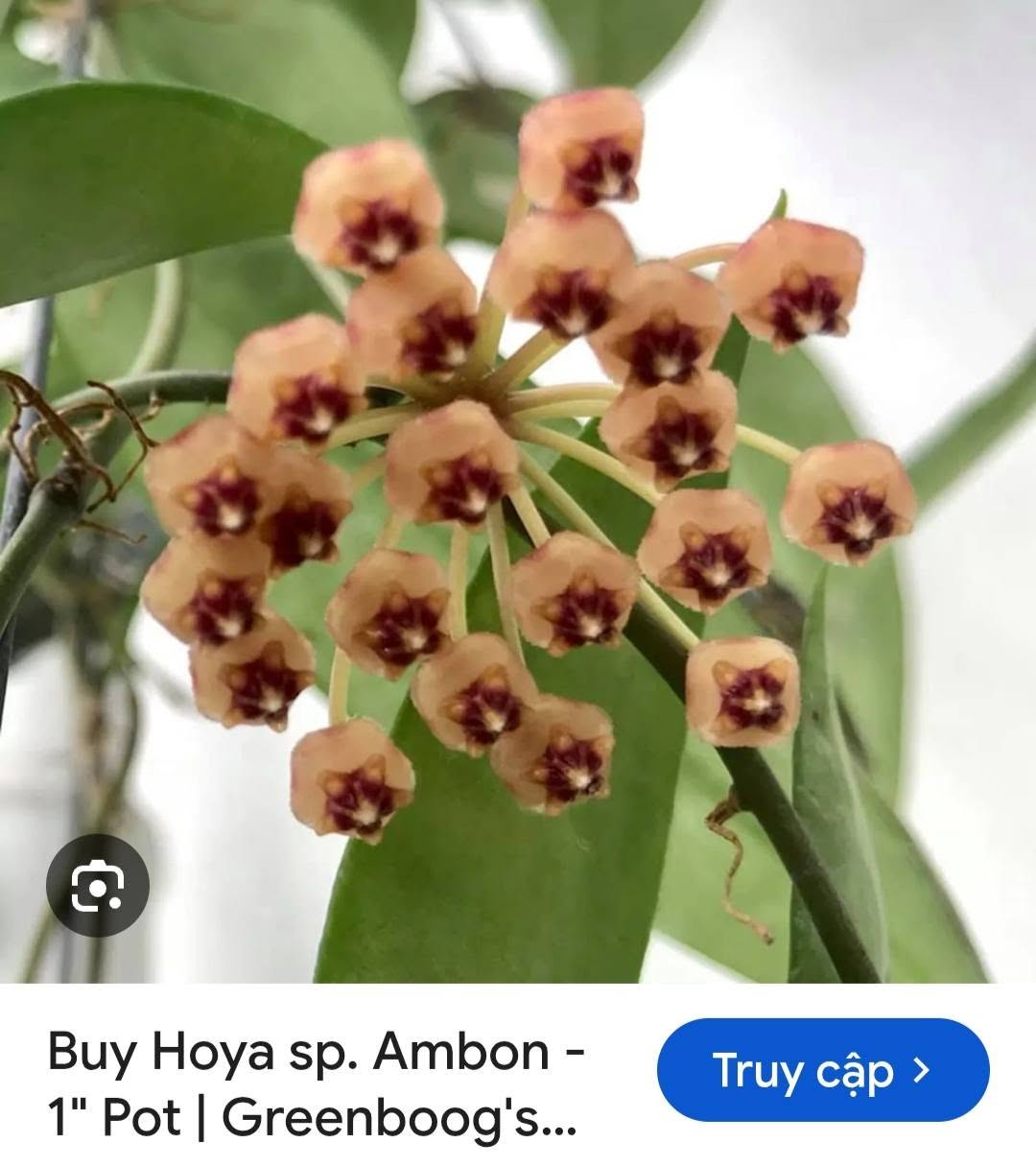 HOYA - LAN CẨM CÙ MADE THÁI LAN 100% - Ảnh 18