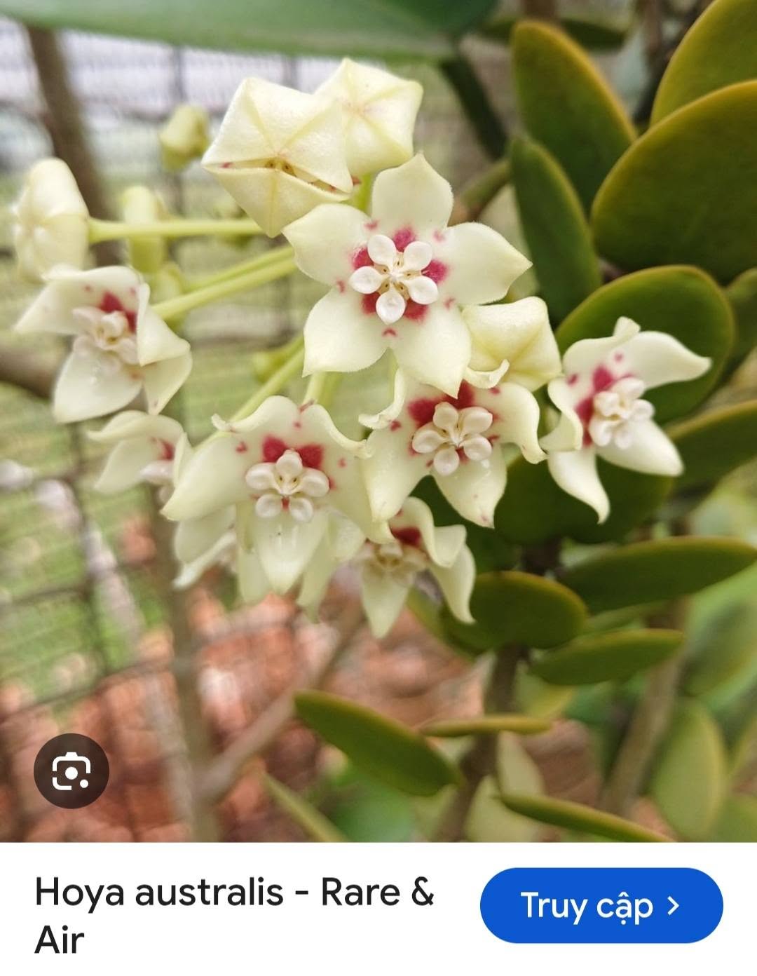 HOYA - LAN CẨM CÙ MADE THÁI LAN 100% - Ảnh 19
