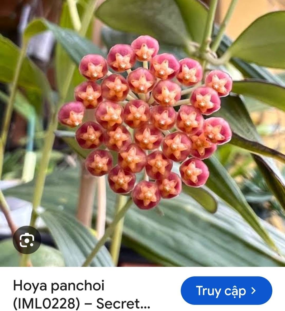 HOYA - LAN CẨM CÙ MADE THÁI LAN 100% - Ảnh 20