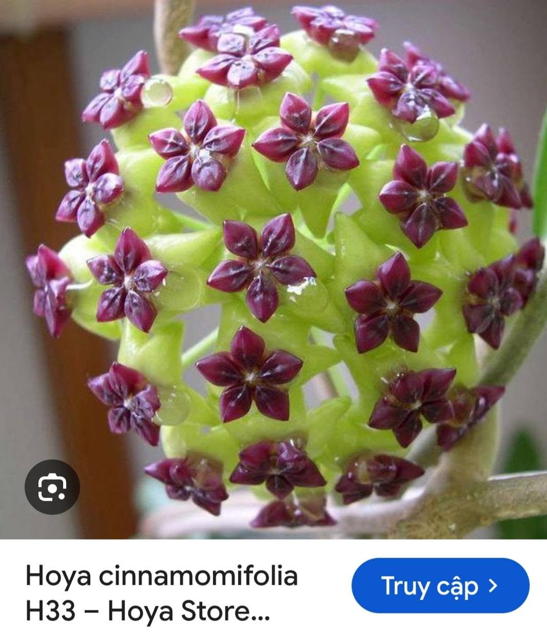 HOYA - LAN CẨM CÙ MADE THÁI LAN 100% - Ảnh 21