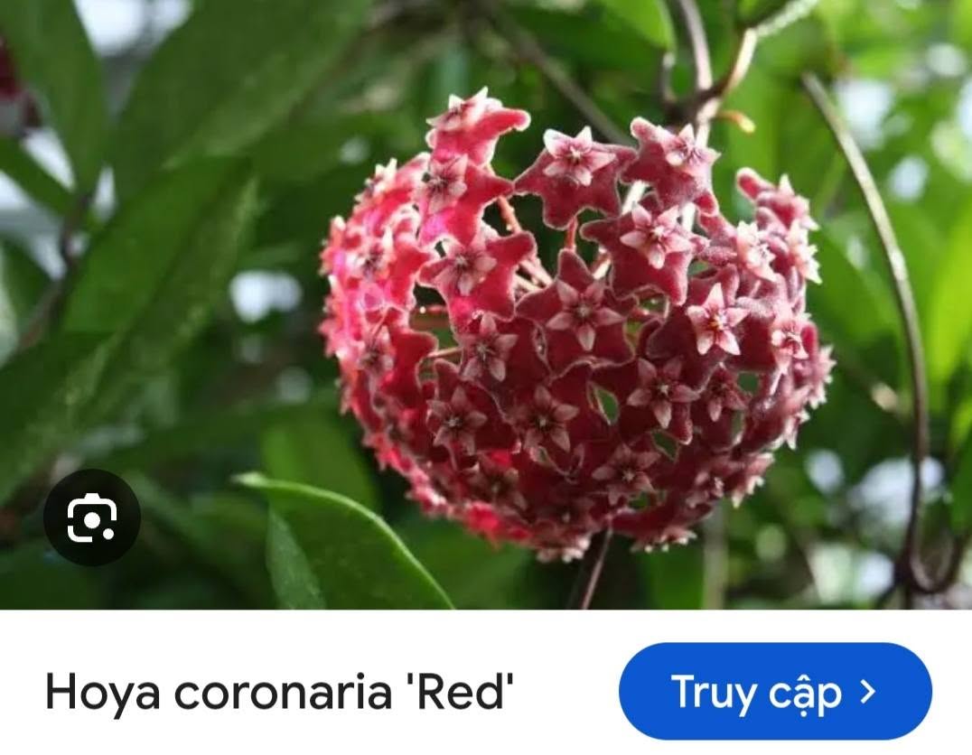 HOYA - LAN CẨM CÙ MADE THÁI LAN 100% - Ảnh 22