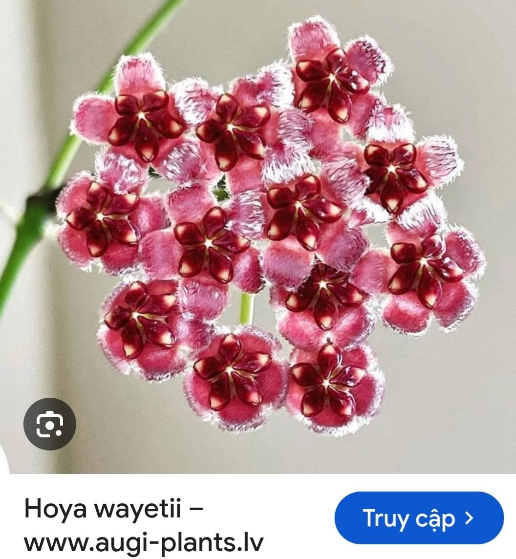 HOYA - LAN CẨM CÙ MADE THÁI LAN 100% - Ảnh 23