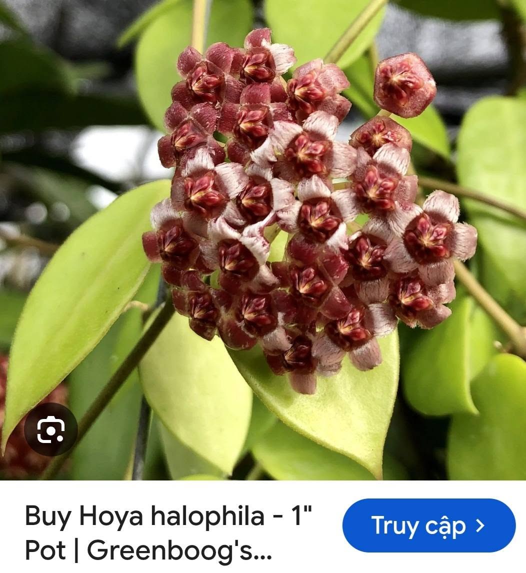 HOYA - LAN CẨM CÙ MADE THÁI LAN 100% - Ảnh 24