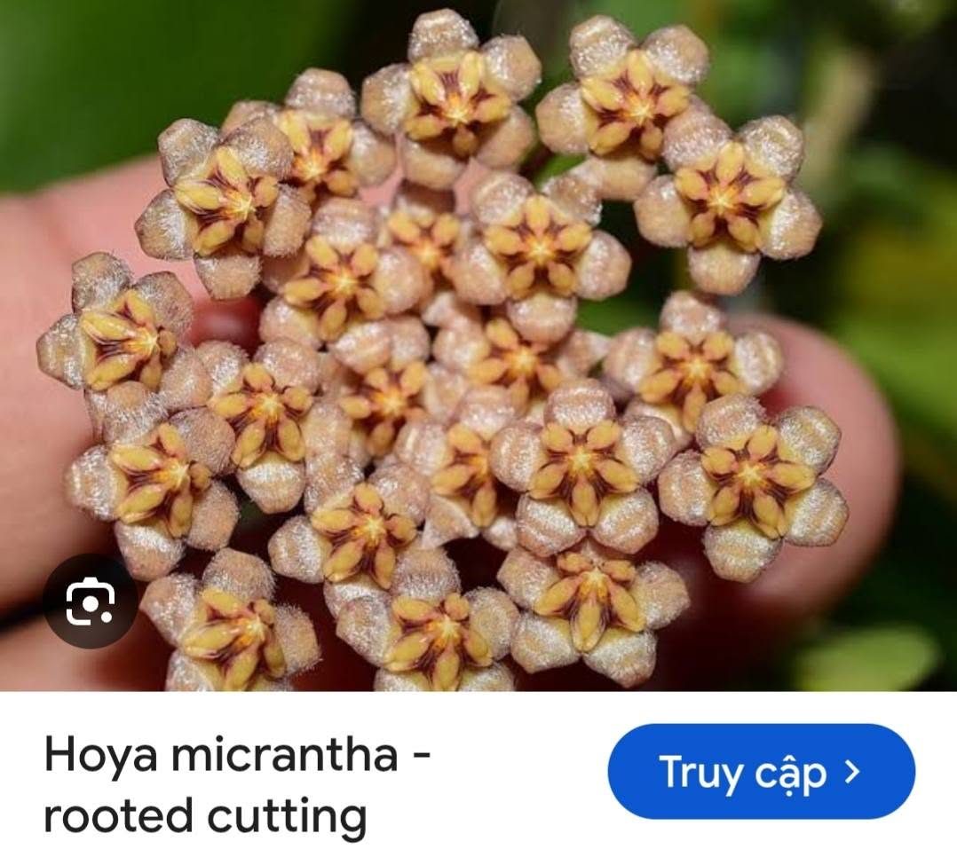HOYA - LAN CẨM CÙ MADE THÁI LAN 100% - Ảnh 25