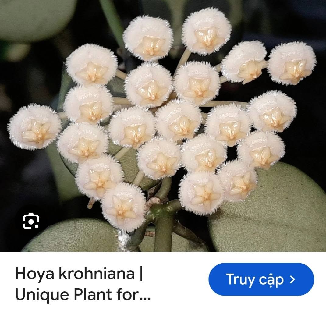 HOYA - LAN CẨM CÙ MADE THÁI LAN 100% - Ảnh 26