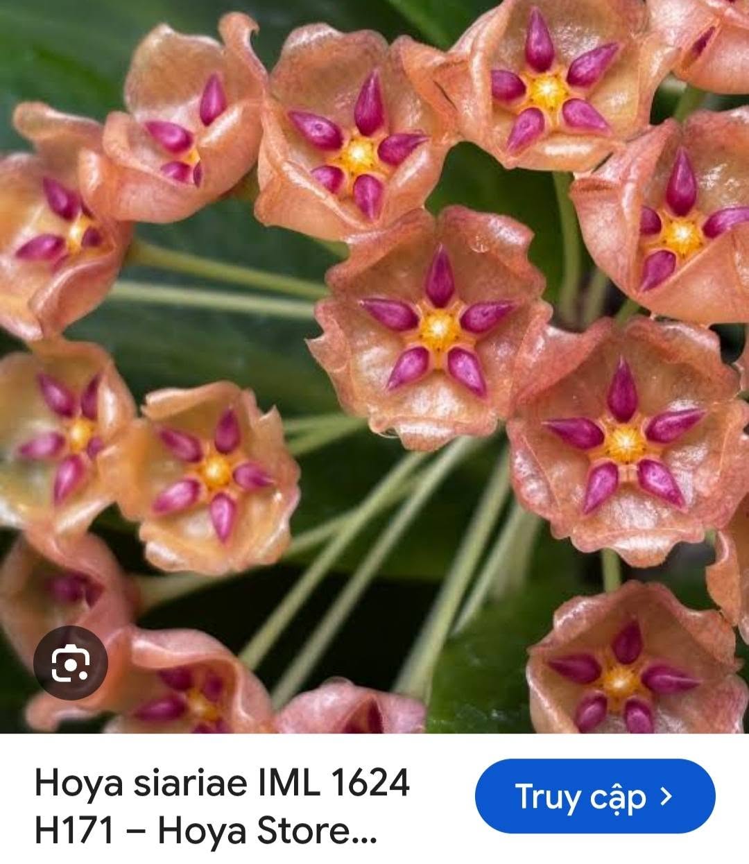 HOYA - LAN CẨM CÙ MADE THÁI LAN 100% - Ảnh 27