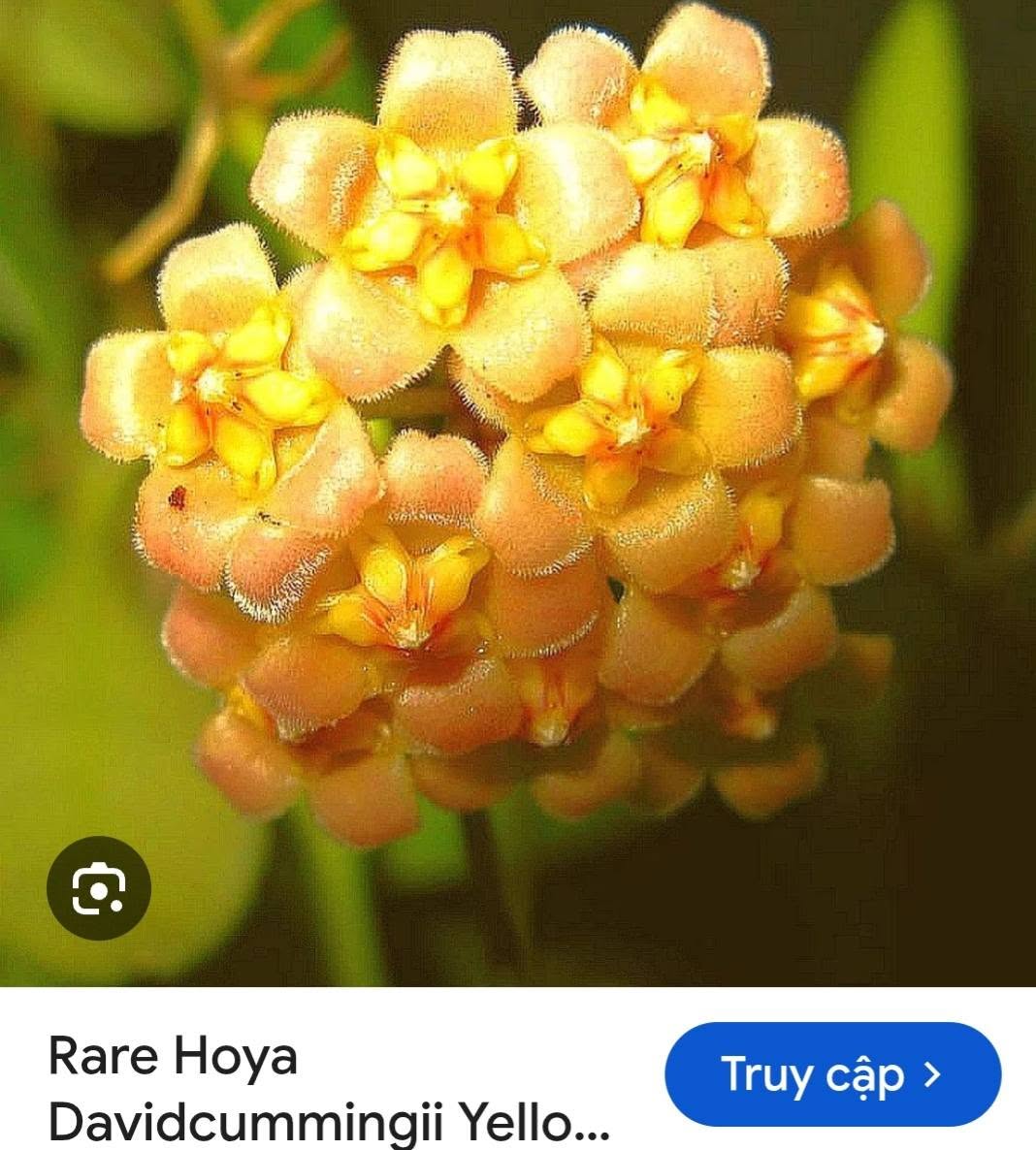 HOYA - LAN CẨM CÙ MADE THÁI LAN 100% - Ảnh 28