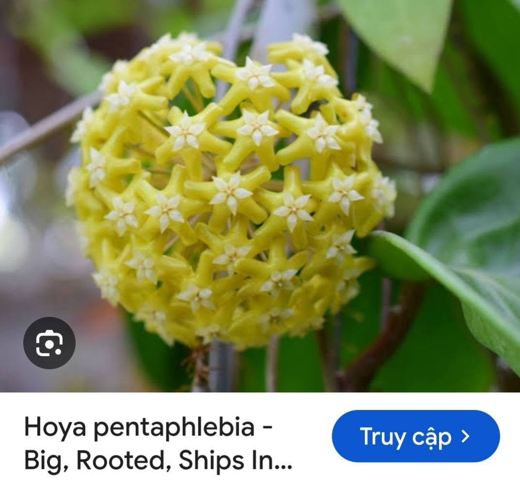 HOYA - LAN CẨM CÙ MADE THÁI LAN 100% - Ảnh 29