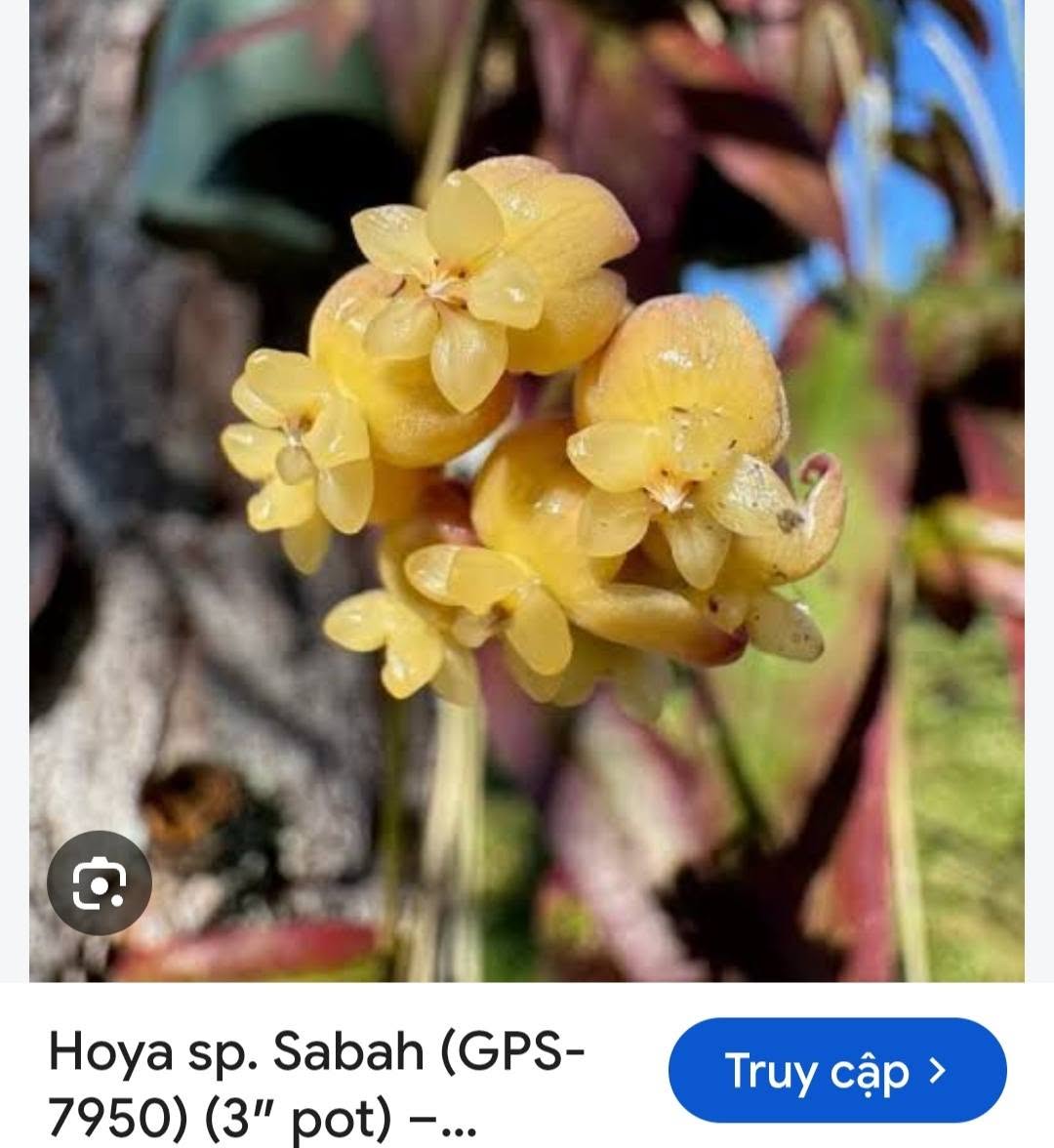 HOYA - LAN CẨM CÙ MADE THÁI LAN 100% - Ảnh 30