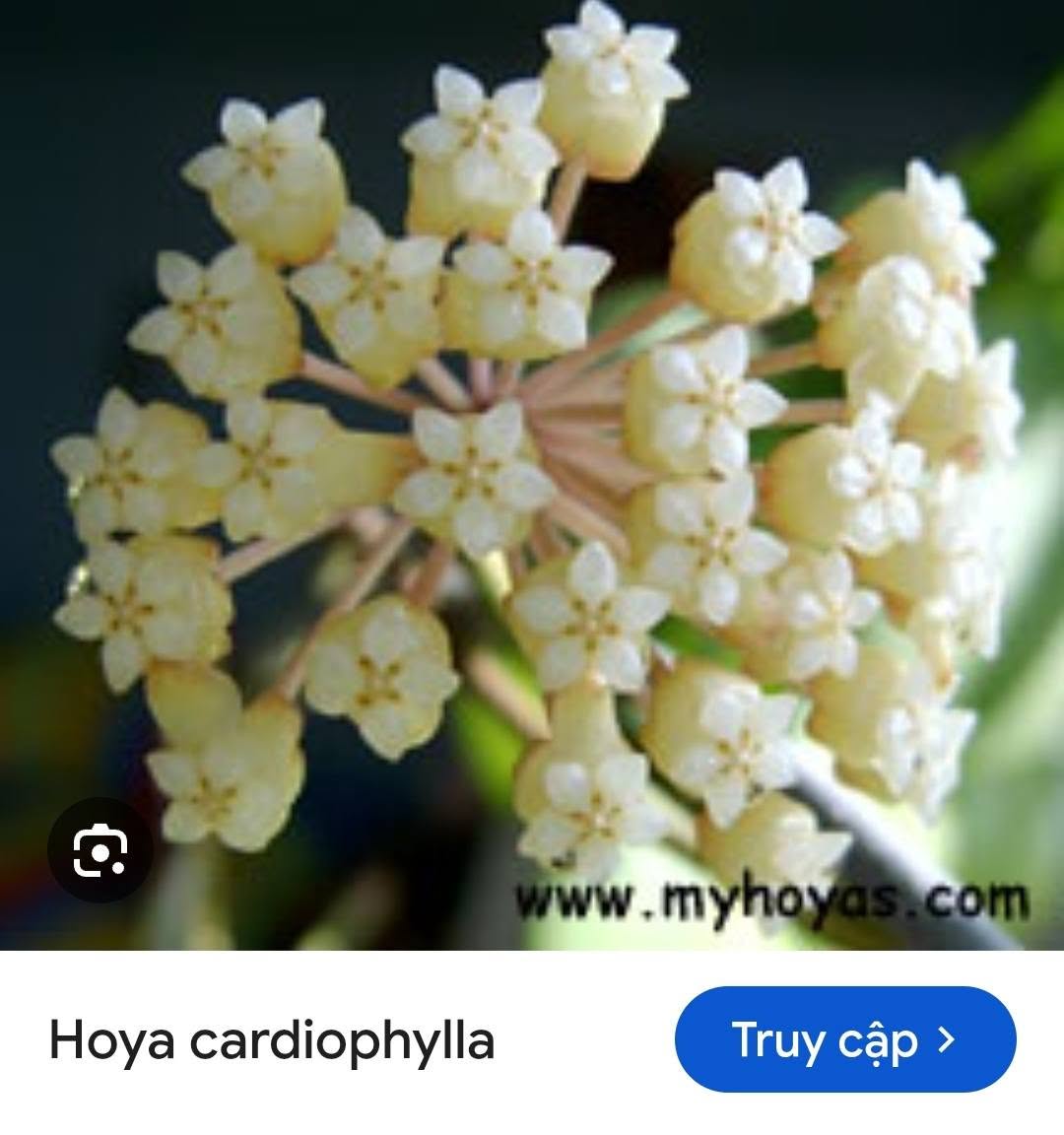 HOYA - LAN CẨM CÙ MADE THÁI LAN 100% - Ảnh 31