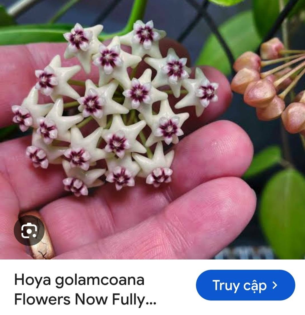 HOYA - LAN CẨM CÙ MADE THÁI LAN 100% - Ảnh 32