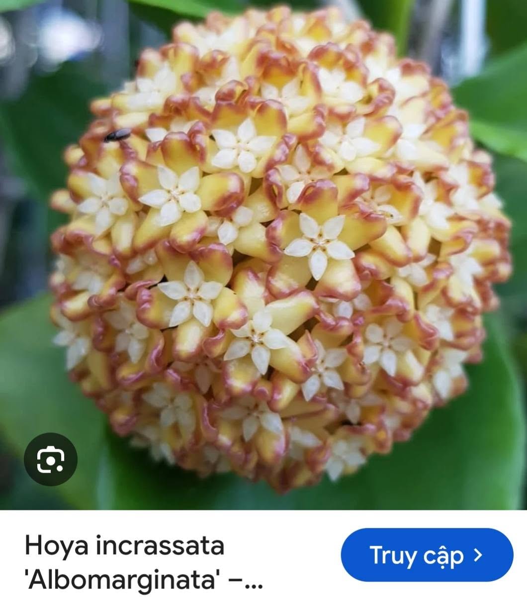 HOYA - LAN CẨM CÙ MADE THÁI LAN 100% - Ảnh 33