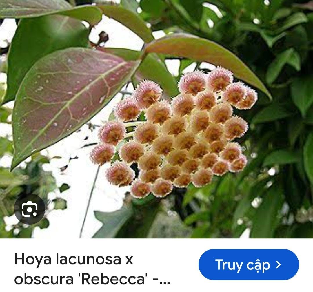 HOYA - LAN CẨM CÙ MADE THÁI LAN 100% - Ảnh 34