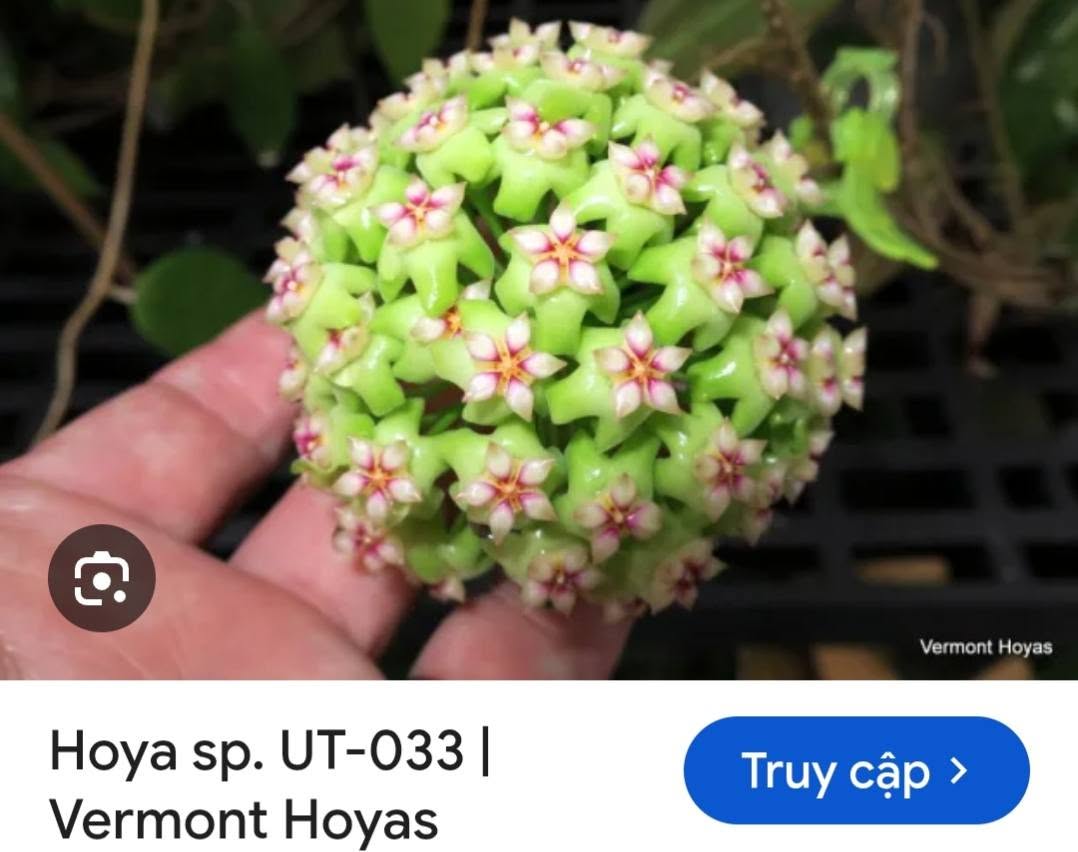 HOYA - LAN CẨM CÙ MADE THÁI LAN 100% - Ảnh 35