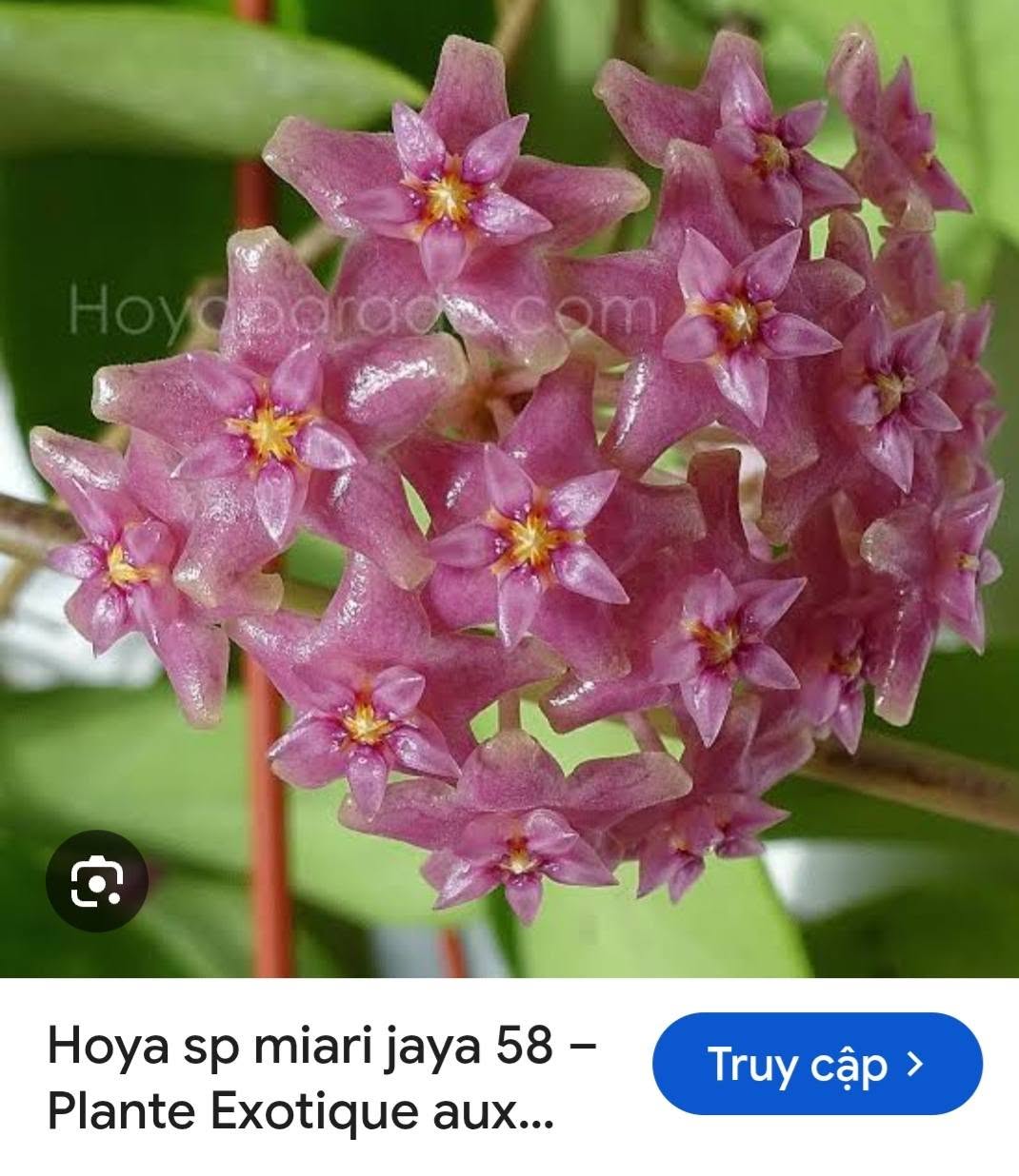HOYA - LAN CẨM CÙ MADE THÁI LAN 100% - Ảnh 36