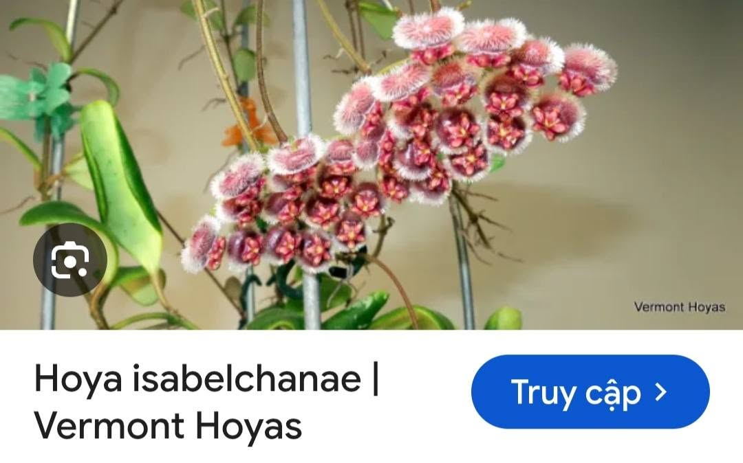 HOYA - LAN CẨM CÙ MADE THÁI LAN 100% - Ảnh 37