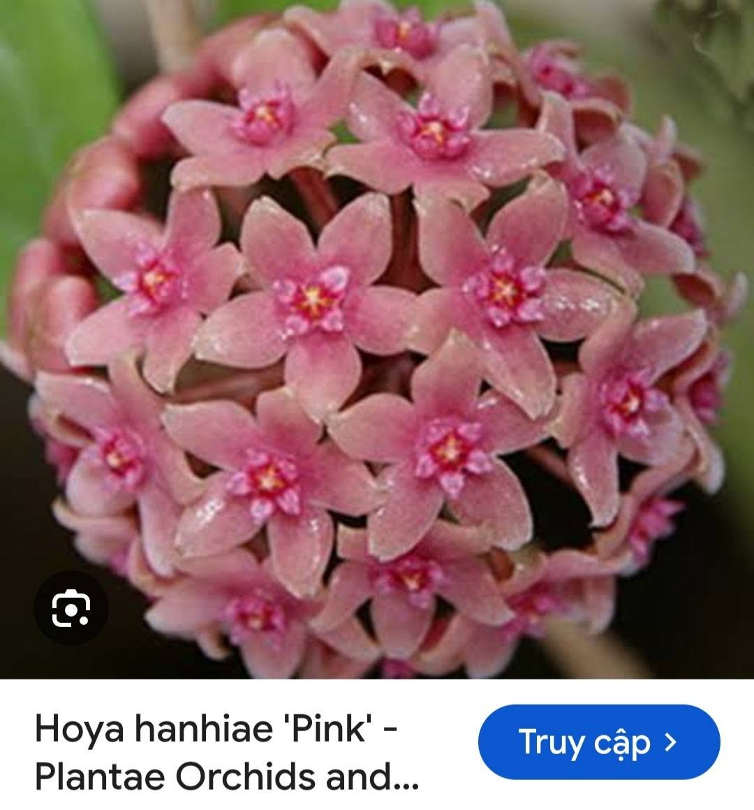 HOYA - LAN CẨM CÙ MADE THÁI LAN 100% - Ảnh 38