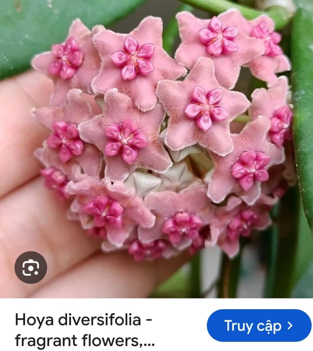 HOYA - LAN CẨM CÙ MADE THÁI LAN 100% - Ảnh 39