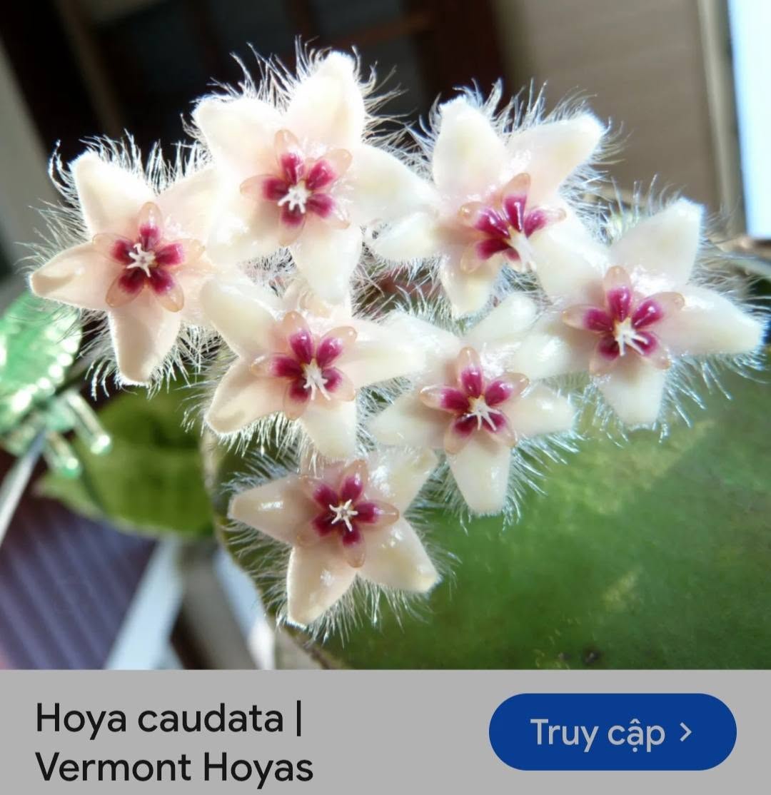 HOYA - LAN CẨM CÙ MADE THÁI LAN 100% - Ảnh 40
