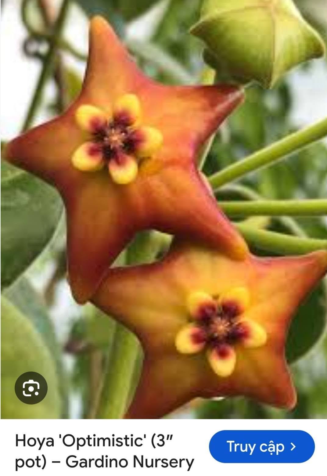 HOYA - LAN CẨM CÙ MADE THÁI LAN 100% - Ảnh 41