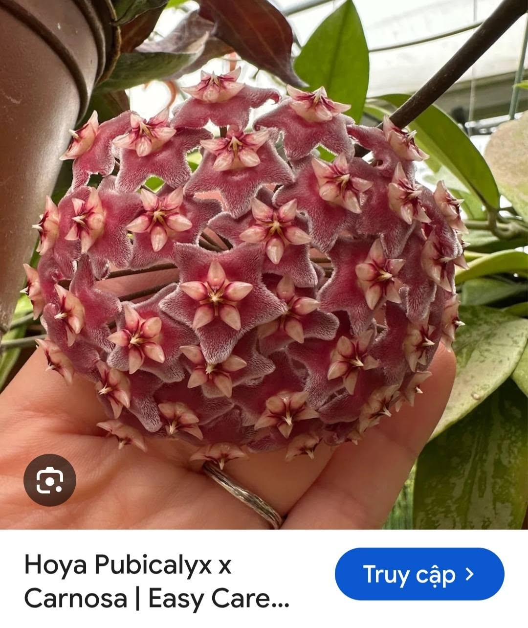 HOYA - LAN CẨM CÙ MADE THÁI LAN 100% - Ảnh 42