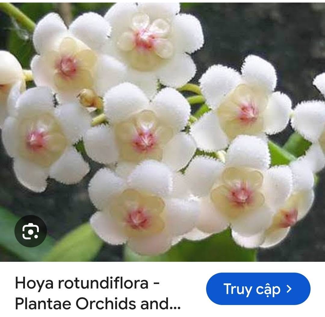 HOYA - LAN CẨM CÙ MADE THÁI LAN 100% - Ảnh 43