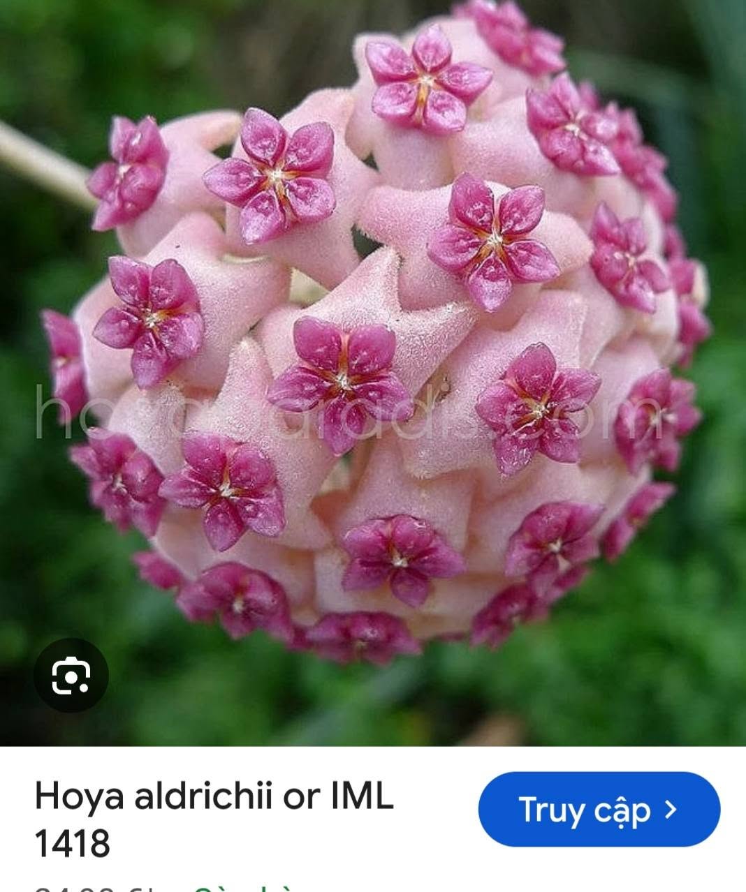 HOYA - LAN CẨM CÙ MADE THÁI LAN 100% - Ảnh 44
